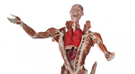 BODY WORLDS Vital opens at Kentucky Science Center