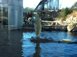 Glacier Run animals at Louisville Z love cold temps, sunny skies--and so do kids