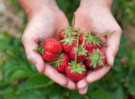 It's U-pick strawberry time at Huber's Farm
