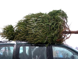 U-cut Christmas trees a tradition to try