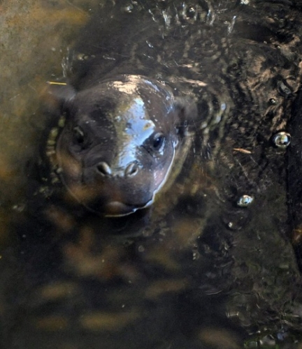 Louisville Zoo to Debut Baby Pygmy Hippo