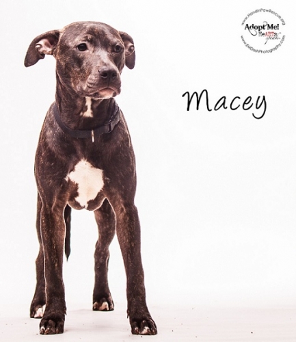 Adoptable Dog of the Week: Macey from Hand-in-Paw Rescue