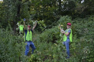 Olmsted Parks Tree Triage Tackles Killer Vines