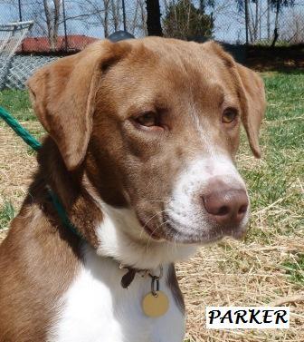 Adoptable Dog of the Week: Parker from the Animal Care Society