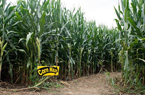 Corn Mazes Around Louisville