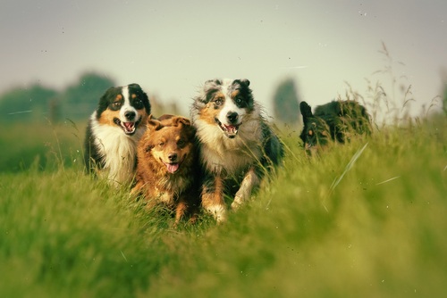 Five Ways to Have Weekend Fun with Your Dog and Help Rescue Animals