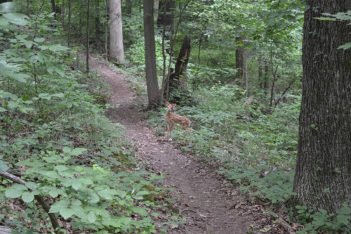 Deer on the trail