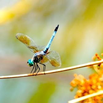 The dragonfly: Nature's ballet dancer