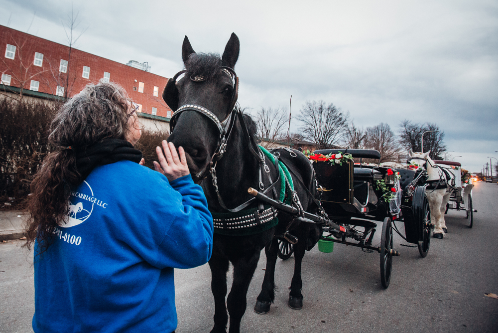 A Carriage Ride With Urban Equines